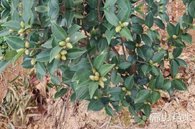 長塘紅花油茶苗