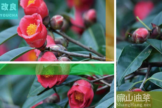 寧南紅（hóng）花油茶樹