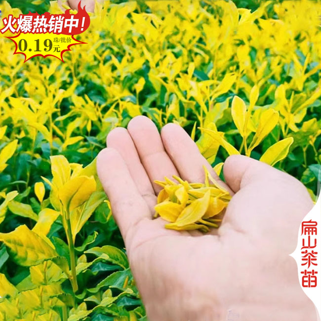 品種規格全 邵陽大小油茶小袋苗.茶葉裸根苗 1-2-3年40-60CM