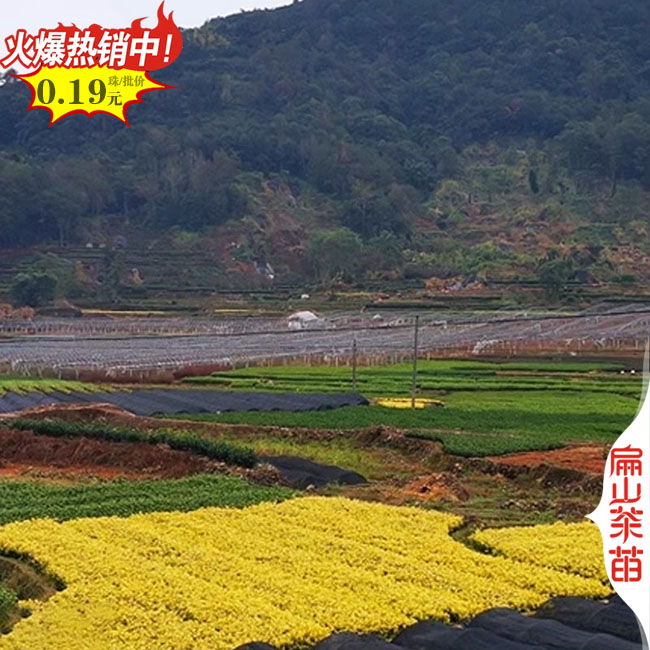 [浙江好茶苗栽培]杭州（zhōu）茶葉（yè）苗批發（fā） 烏龍井奶白中茶（chá）3號20-60CM