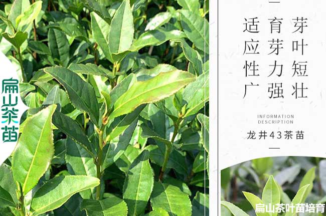 雅安1年（nián）茶葉（yè）苗培育