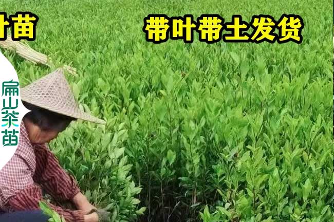 鷹潭綠茶苗培育