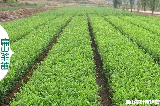 贛州大型茶（chá）葉苗批發