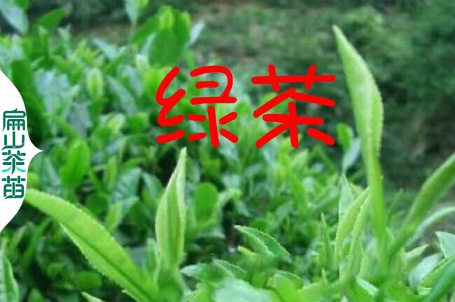 巴中綠茶（chá）苗培（péi）育