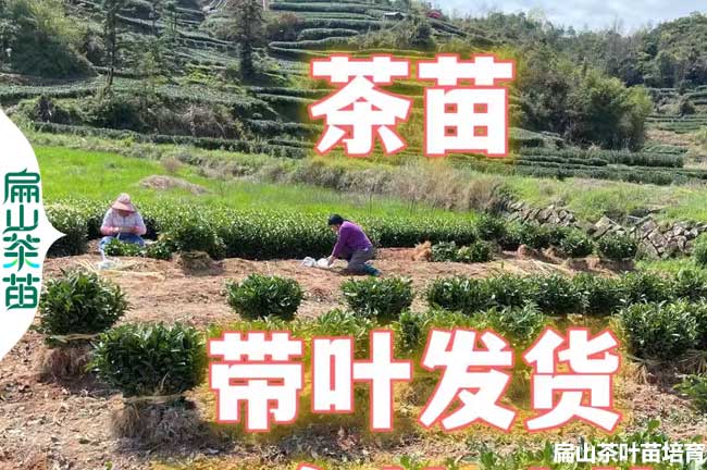 鶴壁茶葉小杯苗批發