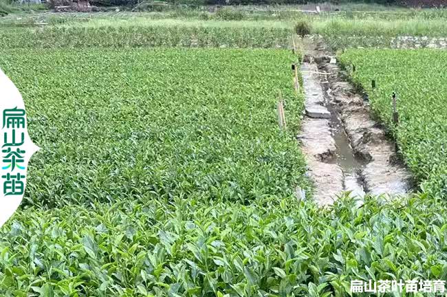 平頂山茶葉苗培（péi）育