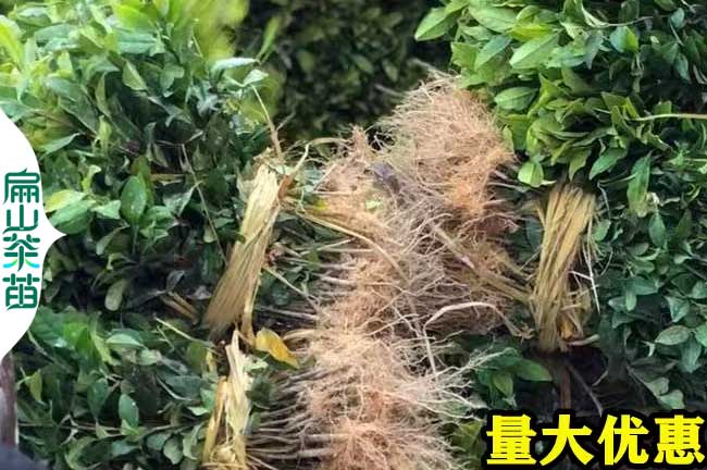 廣西龍井43號茶葉苗