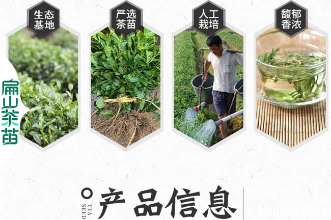 金華茶苗批發