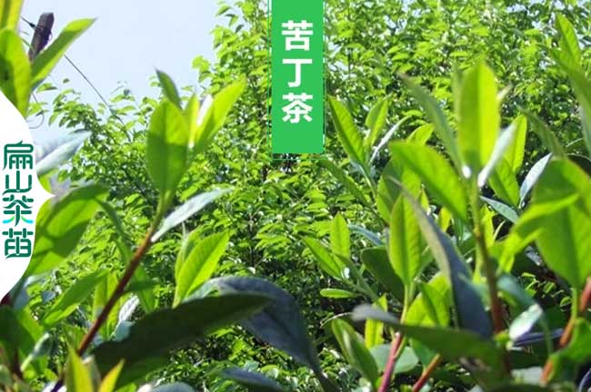 阿壩苦丁茶（chá）苗培育