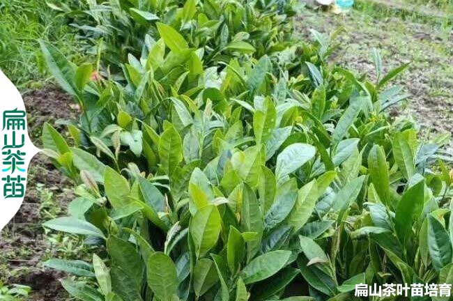 甘孜金花茶苗批發