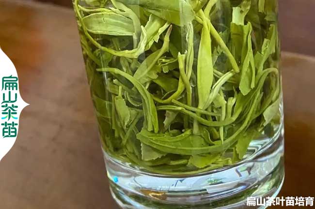 阿壩綠茶（chá）批發