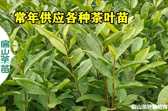 江西茶葉苗供（gòng）應