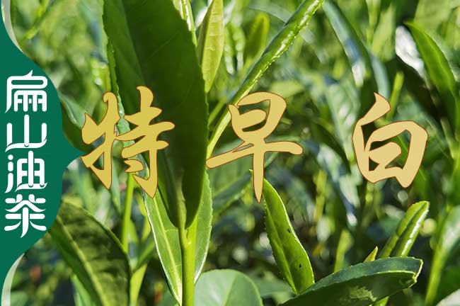 小茶苗（miáo） 湖南婁底賣（mài）油茶葉苗.營（yíng）養袋裝苗到 婁星冷水江漣源