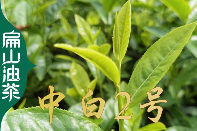 浙江中白（bái）2號茶葉苗