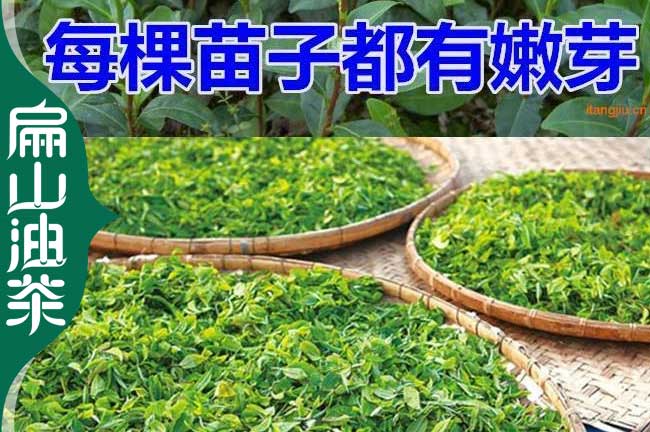 福鼎茶苗批發