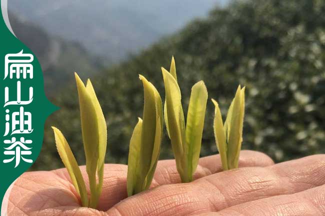 湖州茶葉（yè）苗培育