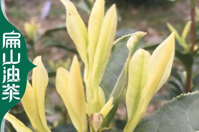 [綠化榨油茶樹.麗水茶葉苗.油茶苗]浙江麗水批發價格歡迎您