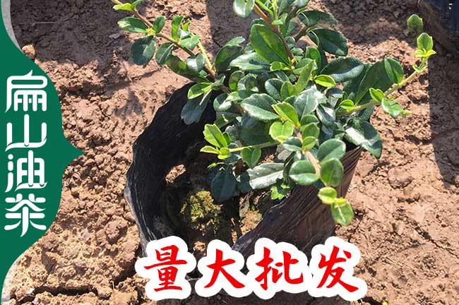 溫州茶葉（yè）苗批發