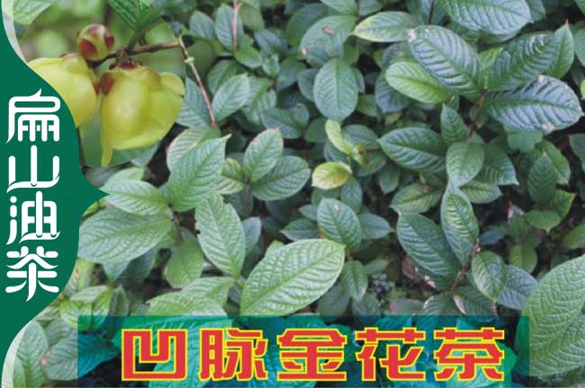 株洲金花茶苗批（pī）發（fā）