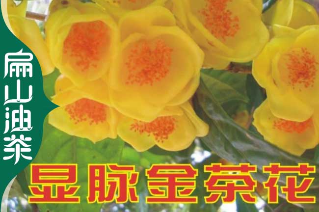 衡（héng）陽金花茶苗批發