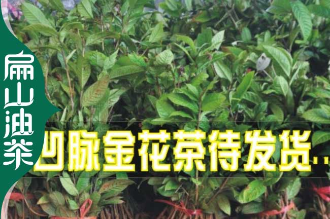 懷化金花茶苗批發（fā）