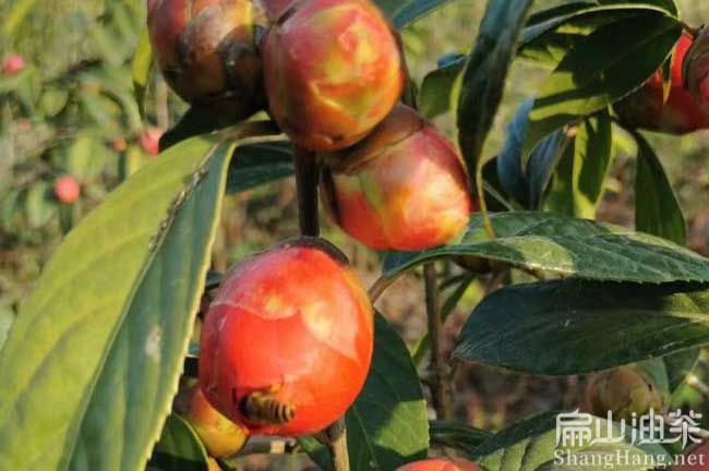 福建紅花油茶苗