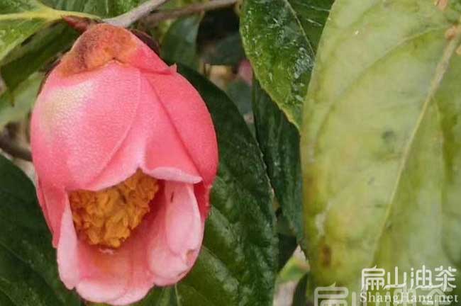 2024寧（níng）德大果紅花油（yóu）茶苗批發 龍岩油茶苗種植示範基地（dì）-扁山兔業