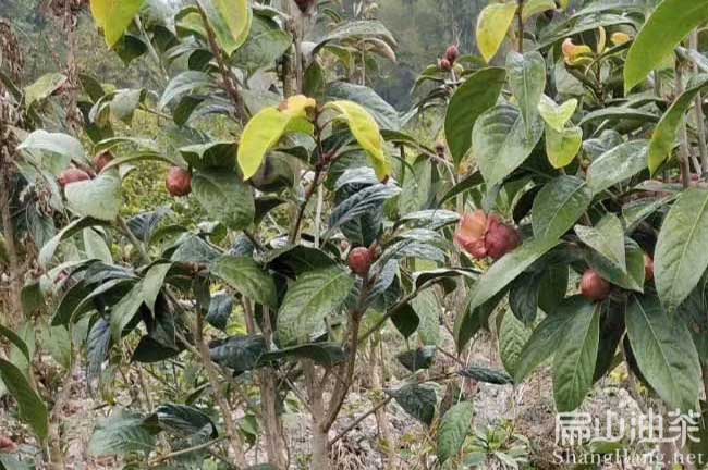 中科院大果油（yóu）茶苗