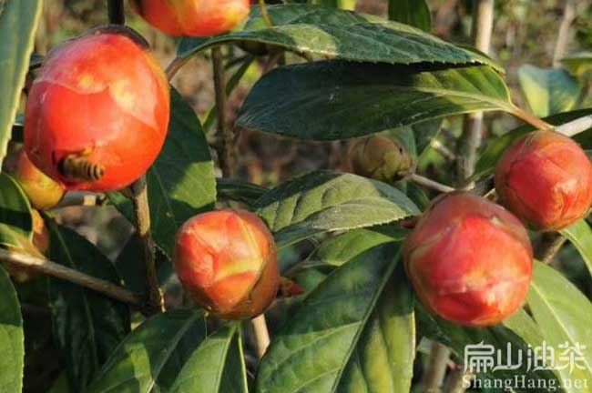 中科紅花（huā）茶樹苗