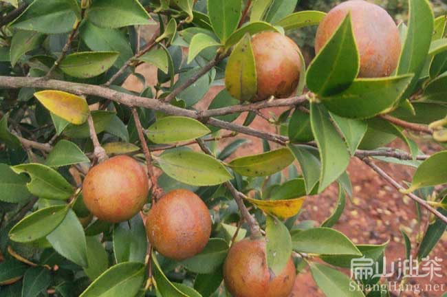 懷化油茶基（jī）地 懷化油茶基地批發大果紅花高產油茶苗-扁山油茶