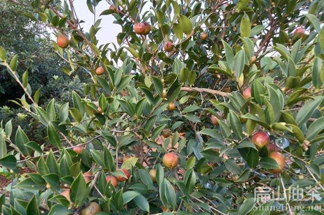 長（zhǎng）林油茶（chá）種植技術