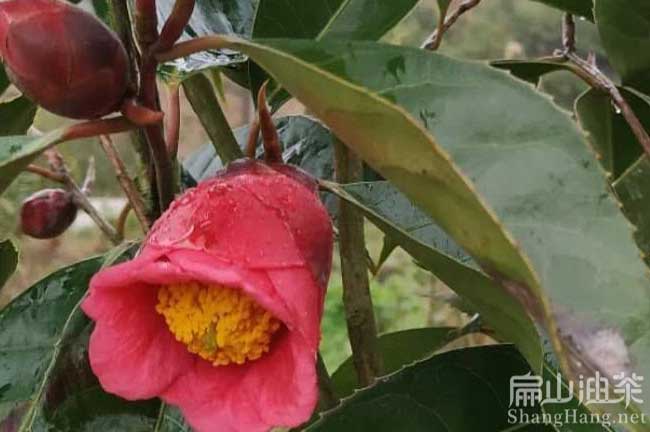 大紅花油茶樹（shù）