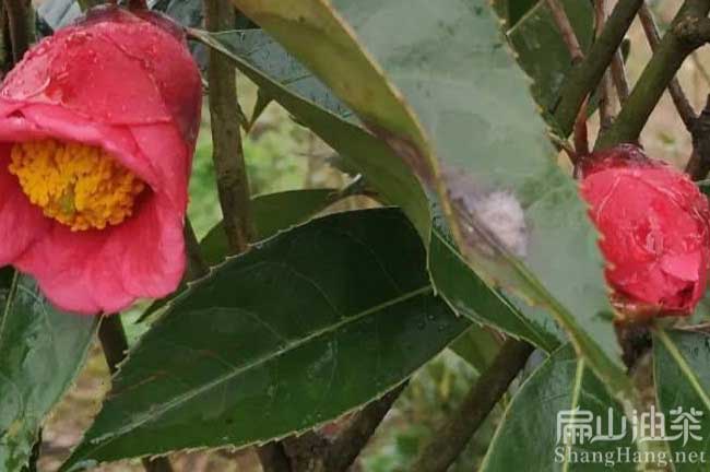 洪江大果油（yóu）茶種植