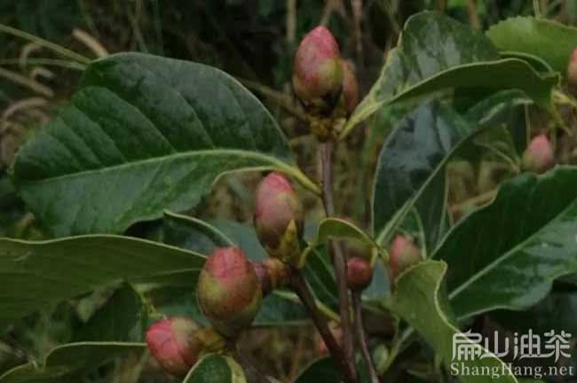 江蘇紅花油（yóu）茶苗