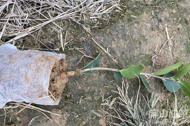 湖（hú）南油茶杯苗