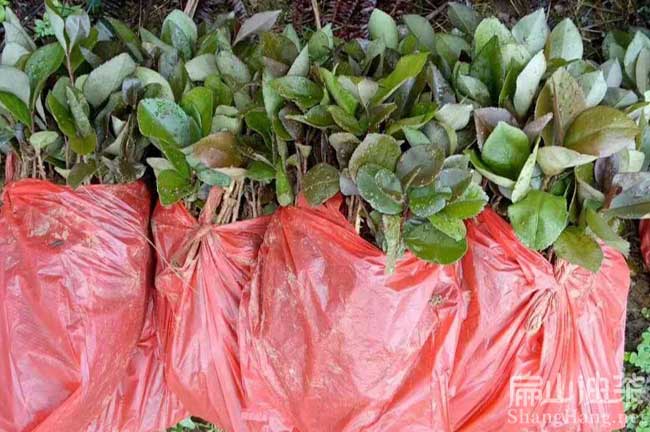 江蘇油茶基地 江蘇大果紅花油茶（chá）苗批發中心-扁山（shān）油茶