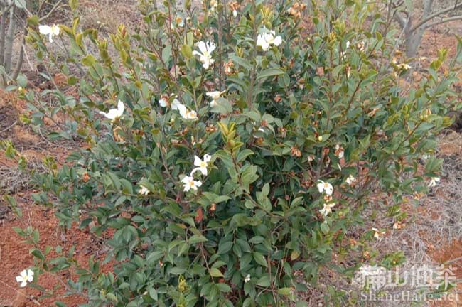 江西長林53號油茶樹