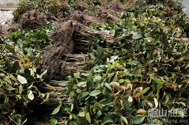 新興油（yóu）茶苗批發