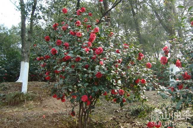 雲浮紅梅（méi）花油茶基地（dì）