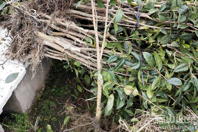 萍鄉紅（hóng）花大果油茶苗（miáo）