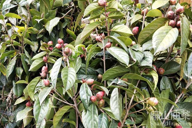 益（yì）陽油茶苗栽培 益陽（yáng）油茶苗帶土（tǔ）大果紅花袋裝杯苗（miáo） -扁山油茶