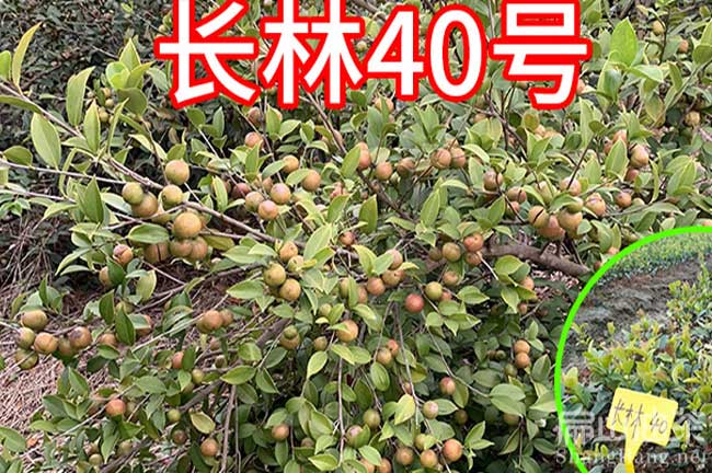 江西長林40號油茶樹