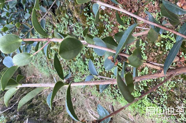 梅縣油（yóu）茶基地