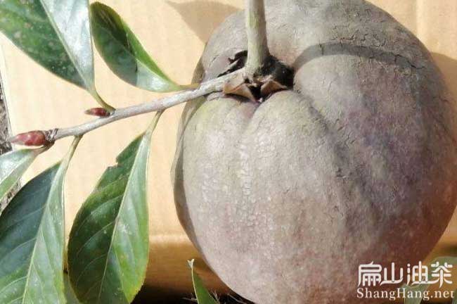 永春大果油茶（chá）果