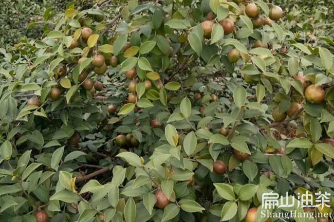 小江大果油（yóu）茶種植