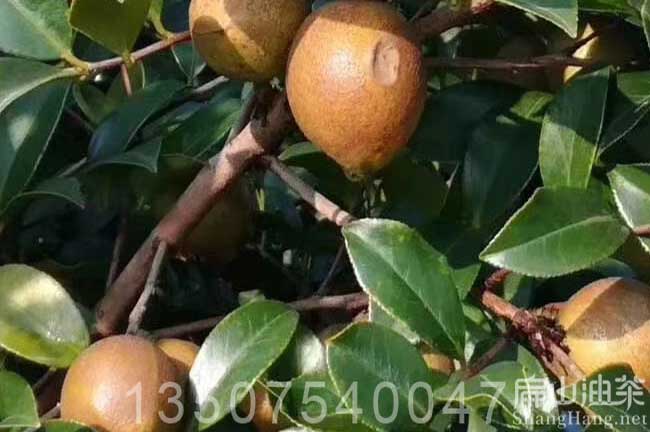 廣西大果油茶苗