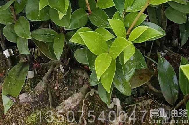 中山油茶苗培育