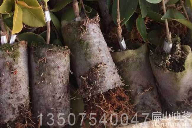 桂林嫁接油（yóu）茶杯苗