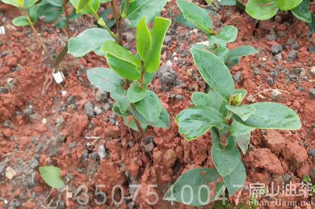 油茶種（zhǒng）植管理