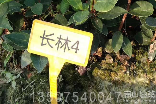 湖南長林（lín）4號油茶苗